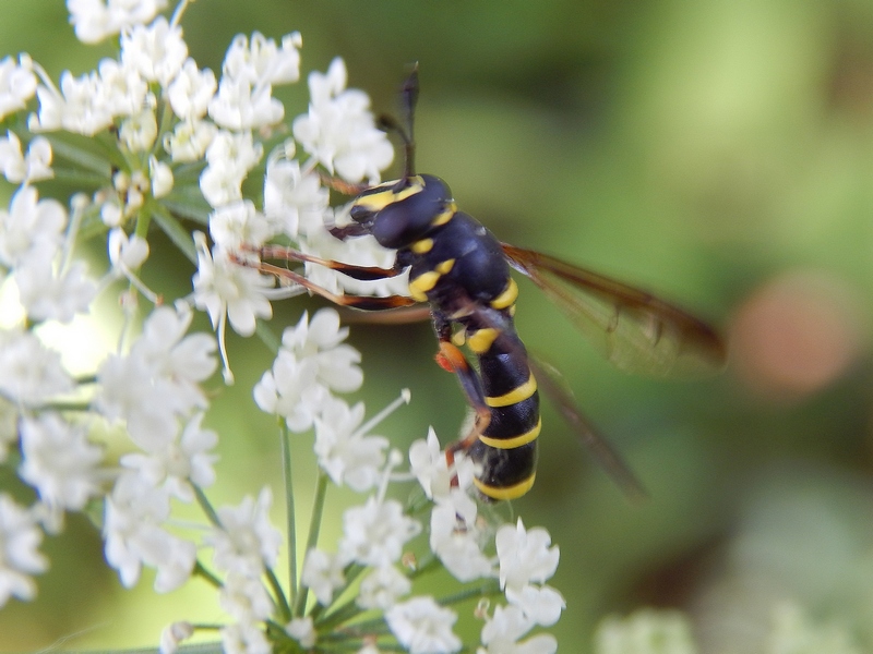 Serie di Syrphidae del Parco del Ticino